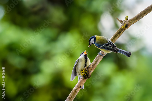 The young great tit is fed by its mother, both standing on a stick. On a blurred background is a green tree and the sky.