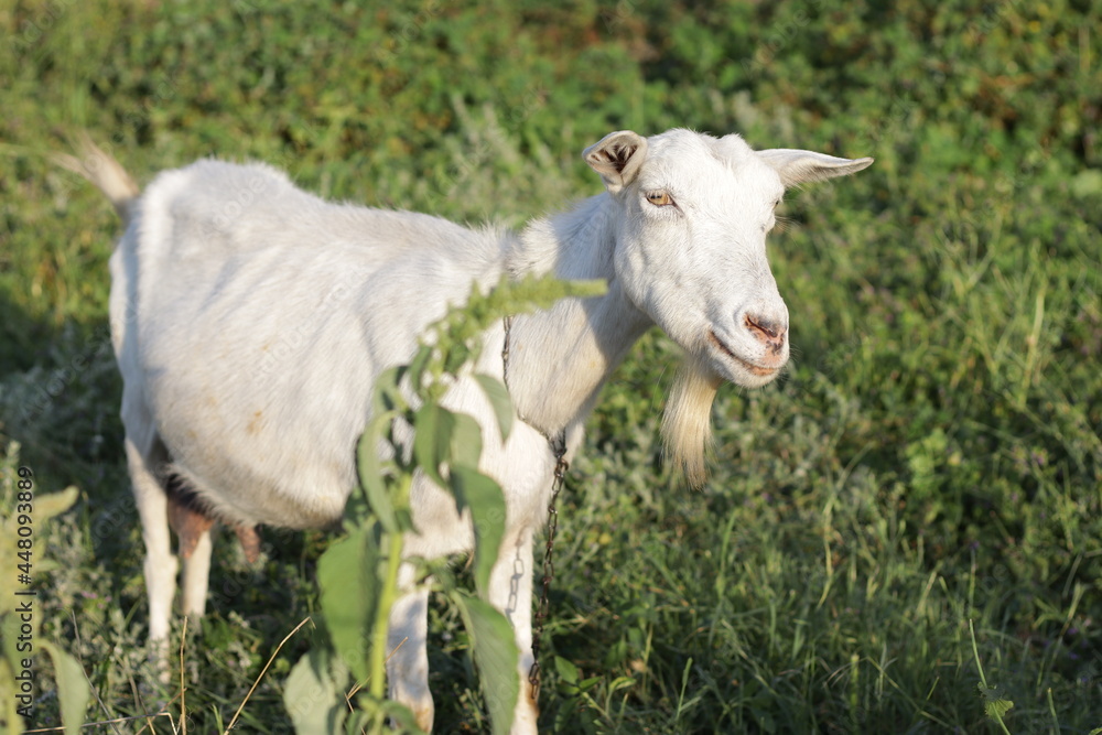 a goat grazes in the village