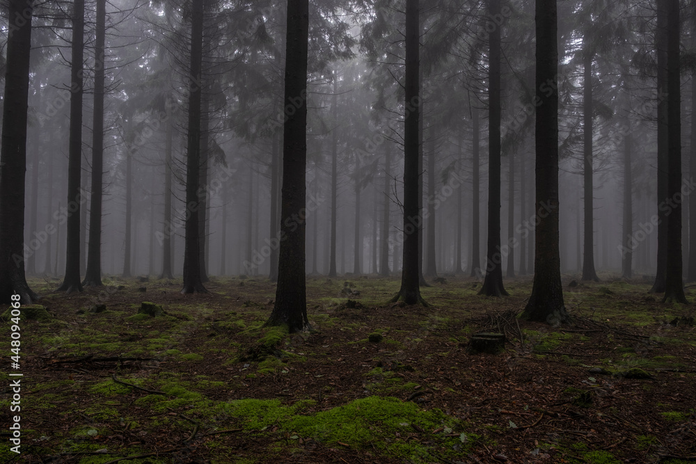 Fototapeta premium After rain comes the cloud forest in the Eifel