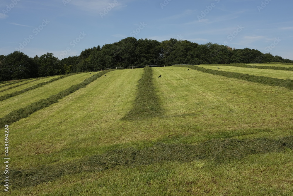 Landwirtschaft mit grüner Wiesen und Weide Wirtschaft Landwirtschaft mit grüner Wiesen und Weide Wirtschaft