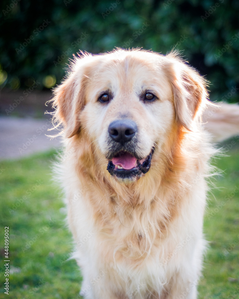 Golden retriever mâle de 5 ans.