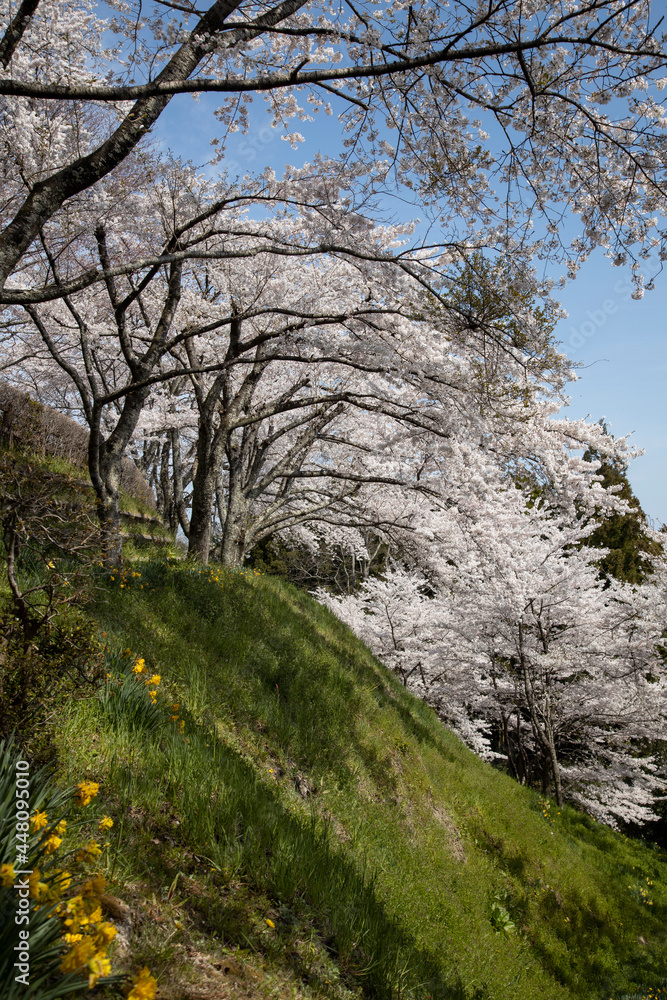 桜 桜