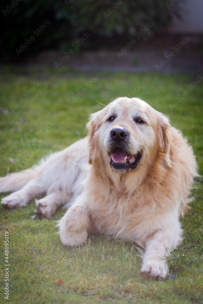 Golden retriever mâle de 5 ans.