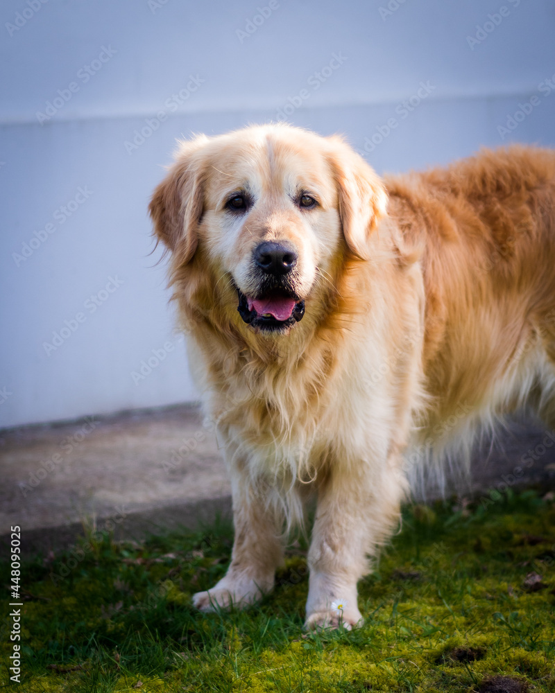 Golden retriever mâle de 5 ans.