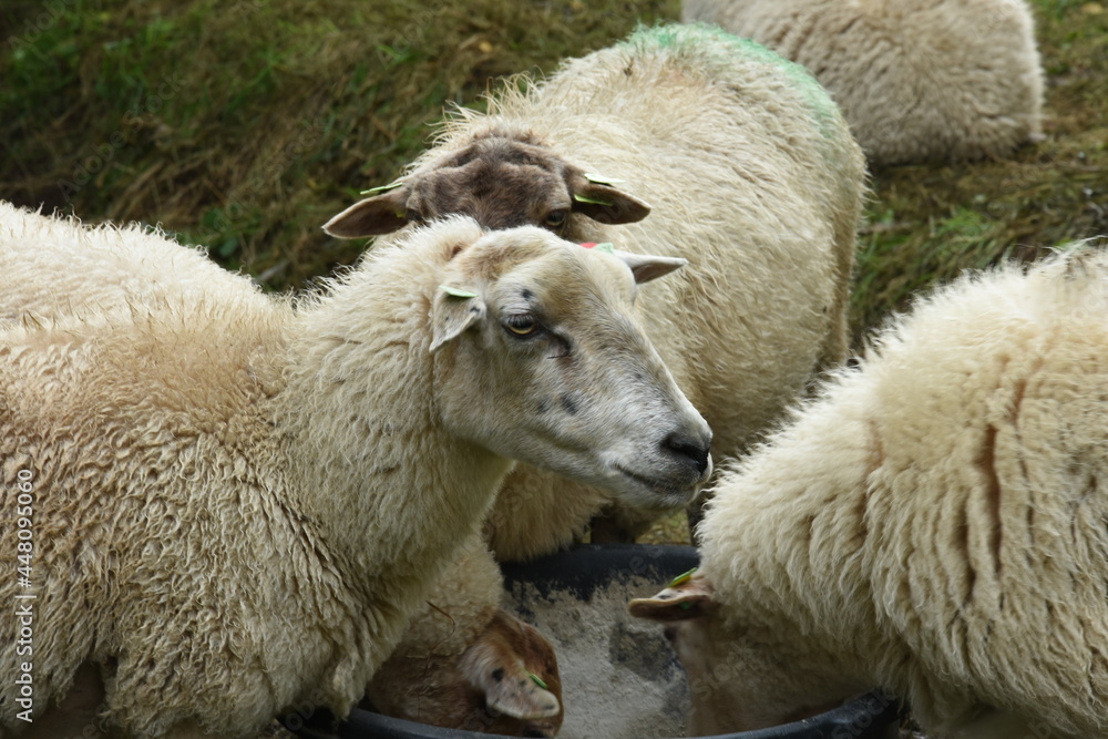 sheep of a herd eating food from a basket in a nature area sheep of a herd eating food from a basket in a nature area