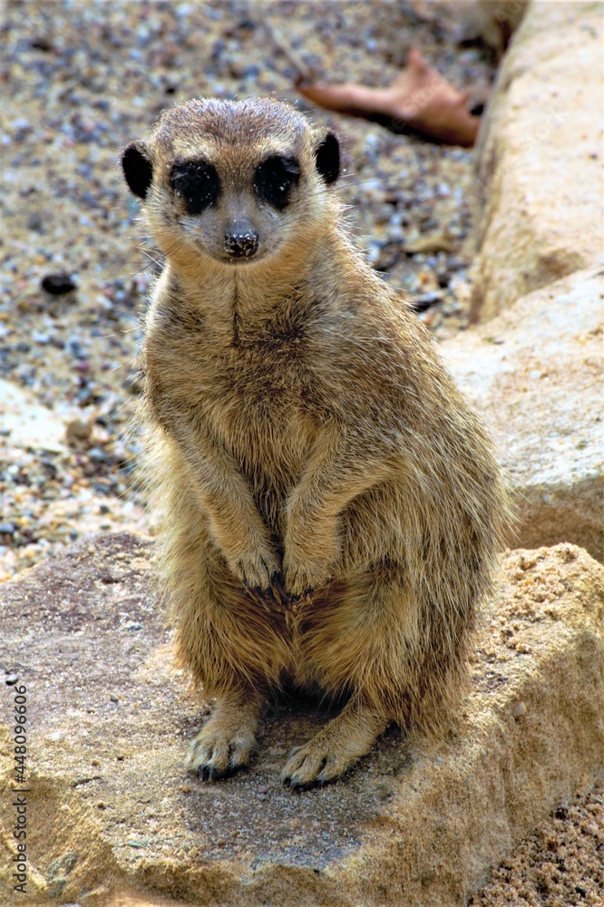 meerkat on guard duty meerkat on guard duty