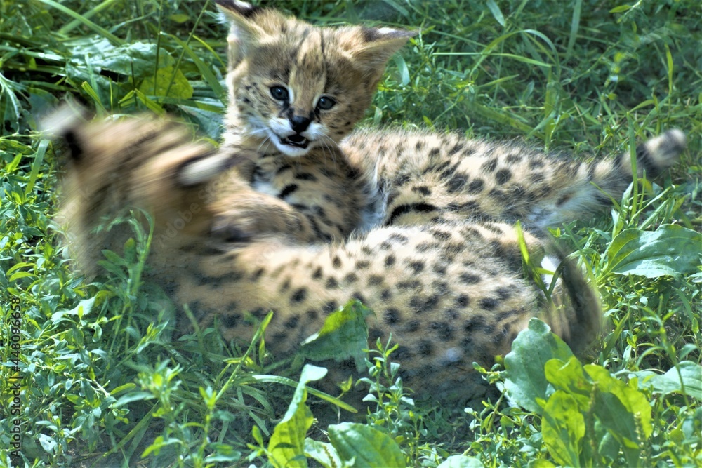 Obraz premium leopard in the grass