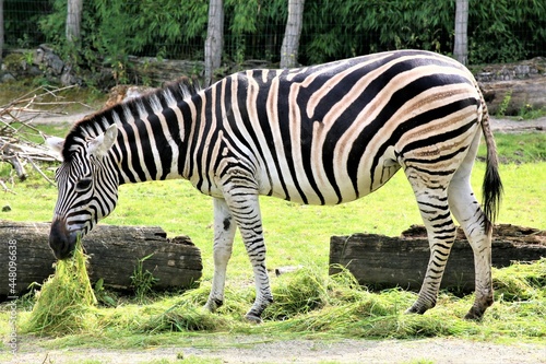 zebra eating grass