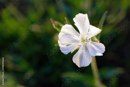 Sandman white flower, wild flower on a green background. Amazing flowers of bladder Campion. Close up macro.