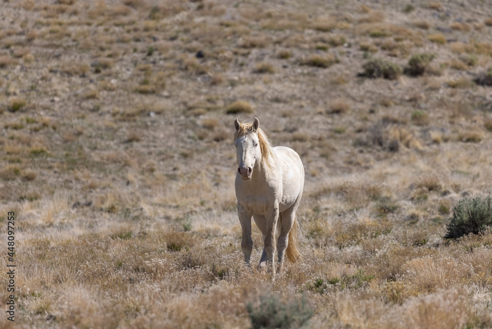 Naklejka premium Wild Horse Stallion in the Utah Desert