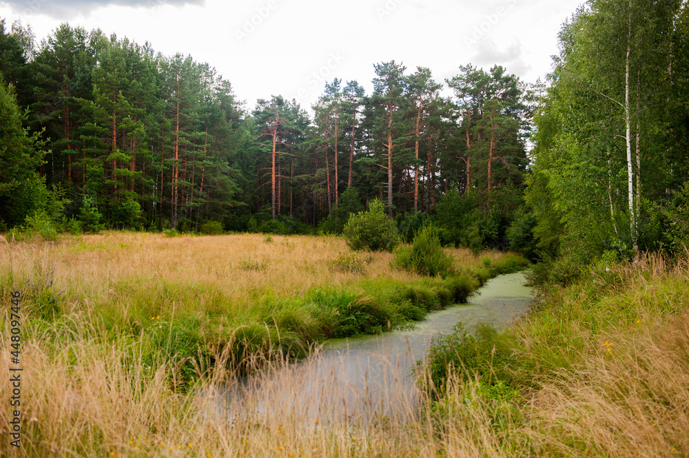 Forest trees . Nature green forest beautiful sunny background Forest trees . Nature green forest beautiful sunny background