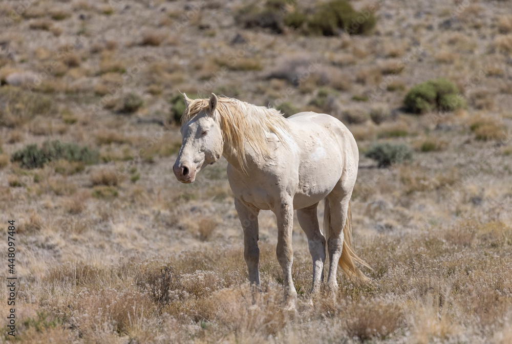 Wild Horse Stallion in the Utah Desert Wild Horse Stallion in the Utah Desert