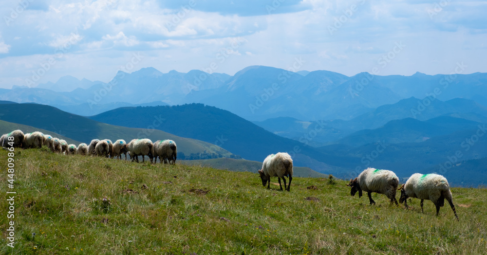 Sheep on the top of Laarrau next to Mount Orhi, Navarra, Spain