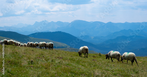Sheep on the top of Laarrau next to Mount Orhi, Navarra, Spain