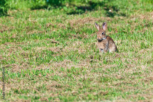 Wild rabbit on a meadow © MCM