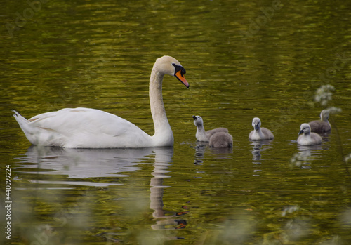 A mute swan and one-week-old cygnets in St James's Park, Westminster.