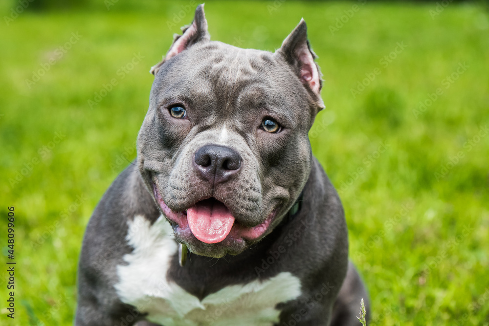 Blue hair American Bully dog female closeup portrait outside Blue hair American Bully dog female closeup portrait outside