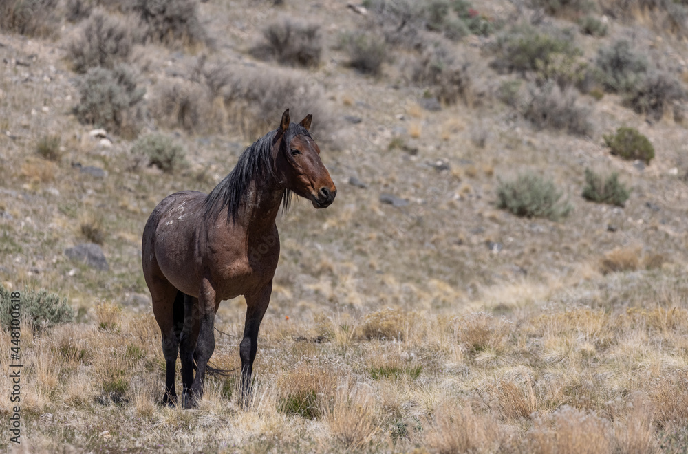 Wild Horse Stallion in the Utah Desert Wild Horse Stallion in the Utah Desert