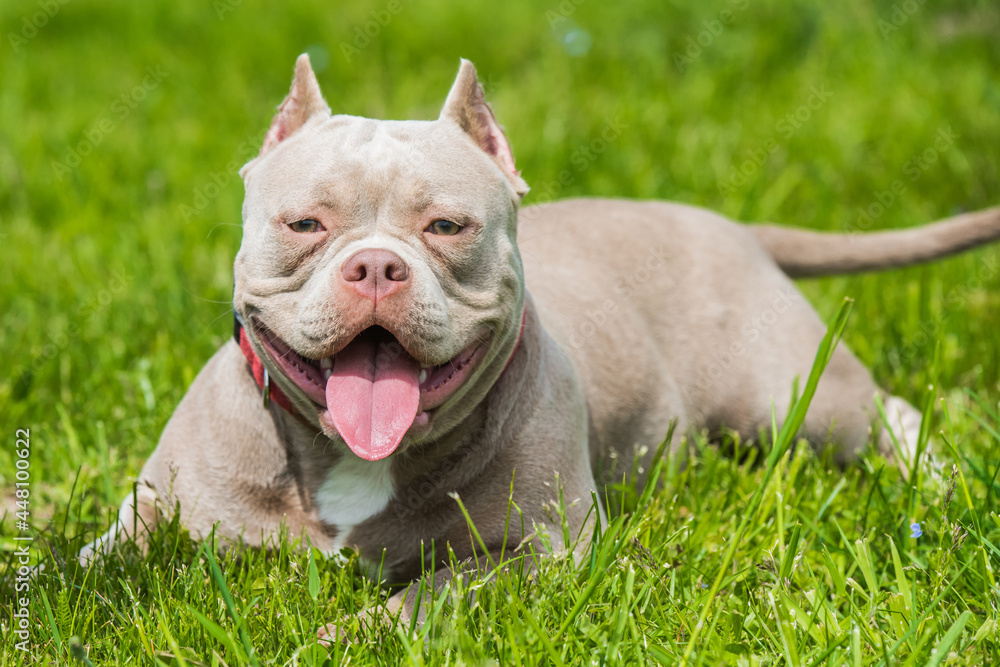 Lilac color American Bully dog is lying on green grass Lilac color American Bully dog is lying on green grass
