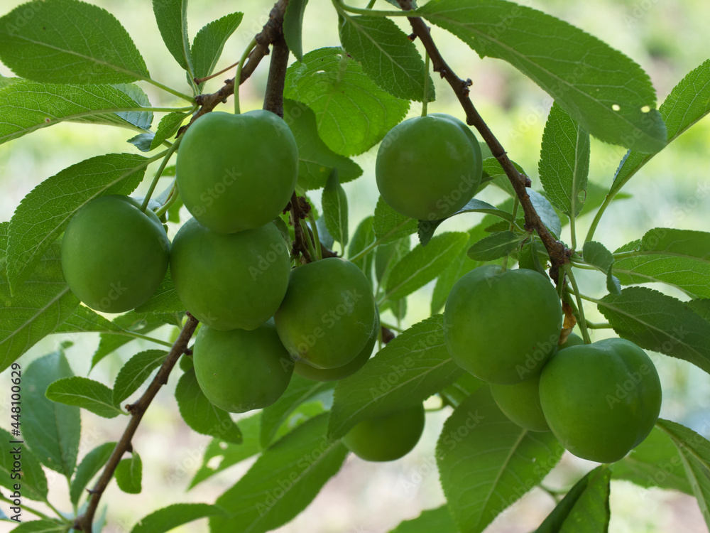 Unripe cherry plum fruits. Branch with berries.