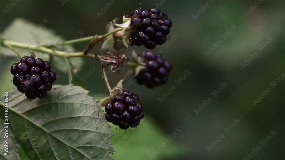 Ripe blackberries hangs on twig swing in the wind in forest. Ripe blackberries hangs on twig swing in the wind in forest.