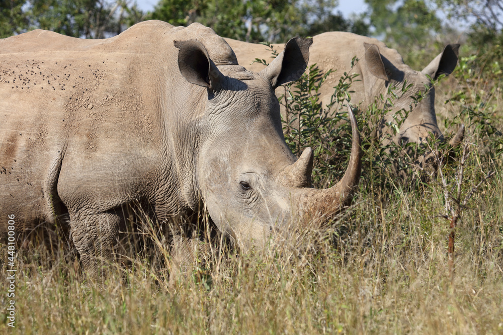 Obraz premium Breitmaulnashorn / Square-lipped rhinoceros / Ceratotherium Simum