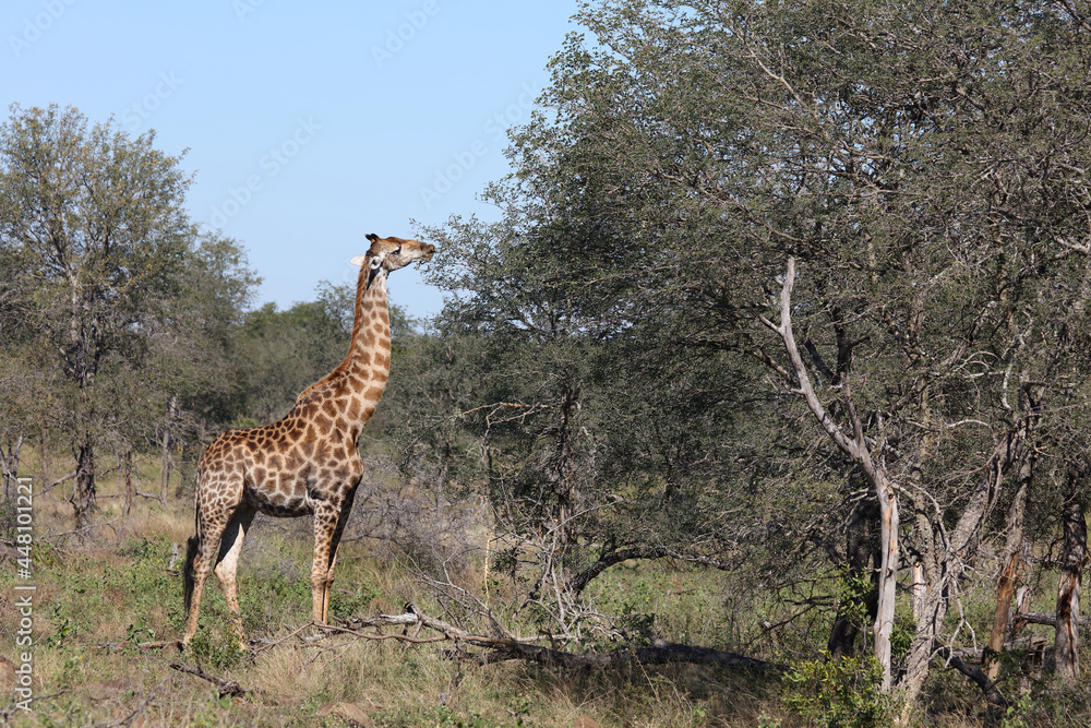 Obraz premium Giraffe / Giraffe / Giraffa camelopardalis