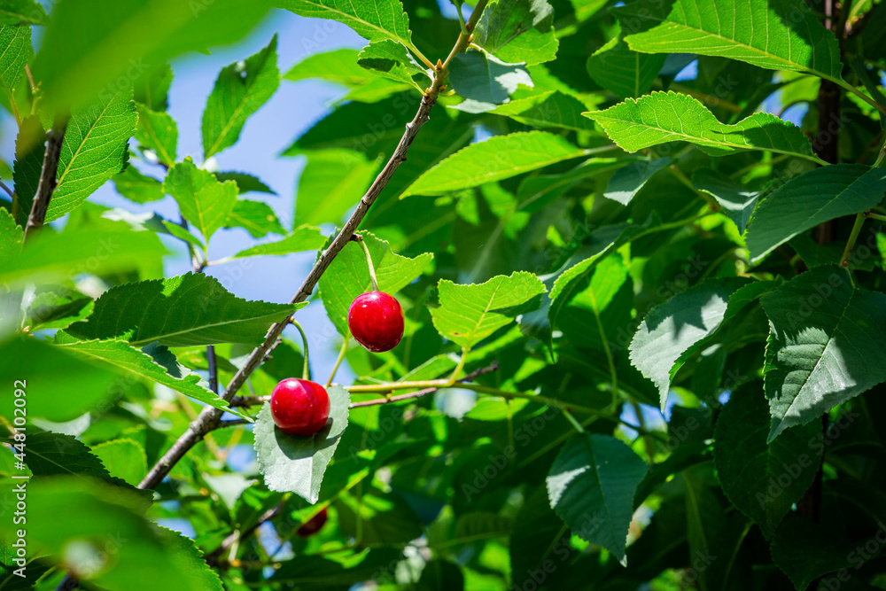 Red berries of ripe cherries hanging on a branch between leaves under the sun