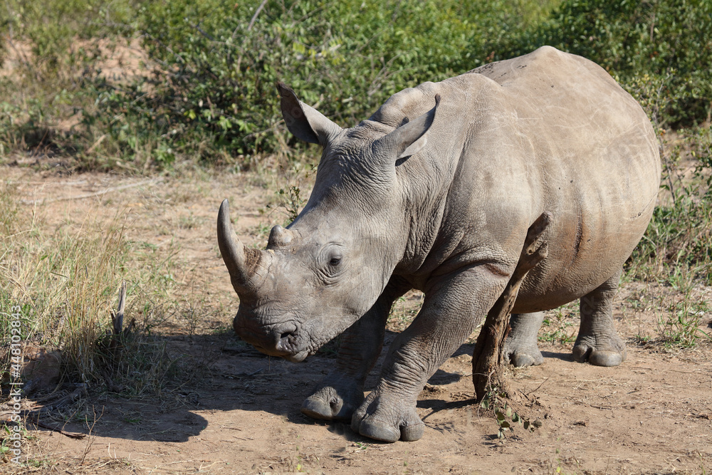 Fototapeta premium Breitmaulnashorn / Square-lipped rhinoceros / Ceratotherium Simum