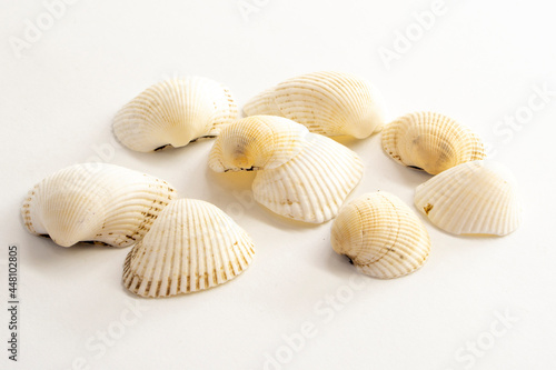 Seashells on a gray background