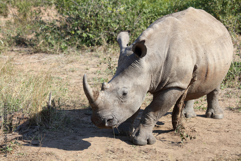 Breitmaulnashorn / Square-lipped rhinoceros / Ceratotherium Simum Breitmaulnashorn / Square-lipped rhinoceros / Ceratotherium Simum