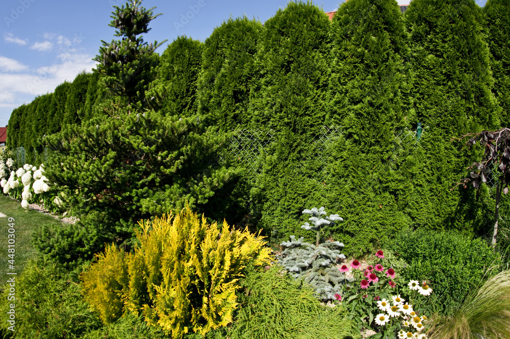 Obraz premium Line of colorful garden plants