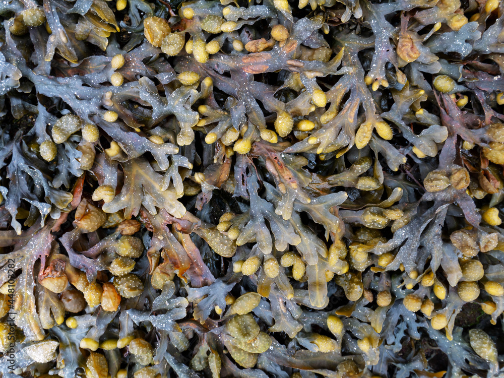 Bladder wrack seaweed on the rock during low tide Bladder wrack seaweed on the rock during low tide