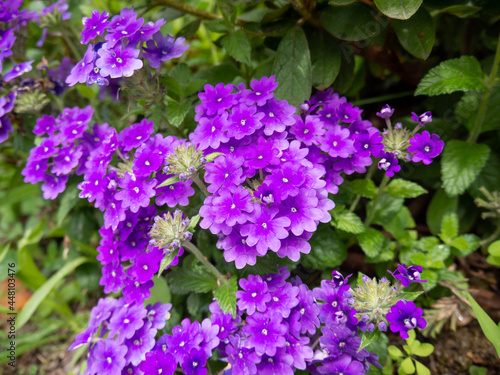 Purple verbena flower  buds and leaves