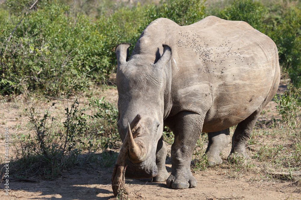 Breitmaulnashorn / Square-lipped rhinoceros / Ceratotherium Simum Breitmaulnashorn / Square-lipped rhinoceros / Ceratotherium Simum