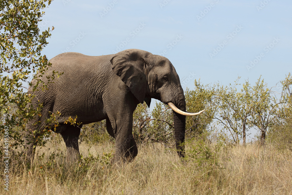 Fototapeta premium Afrikanischer Elefant / African elephant / Loxodonta africana