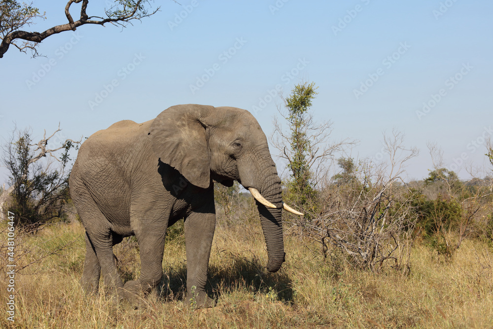 Fototapeta premium Afrikanischer Elefant / African elephant / Loxodonta africana