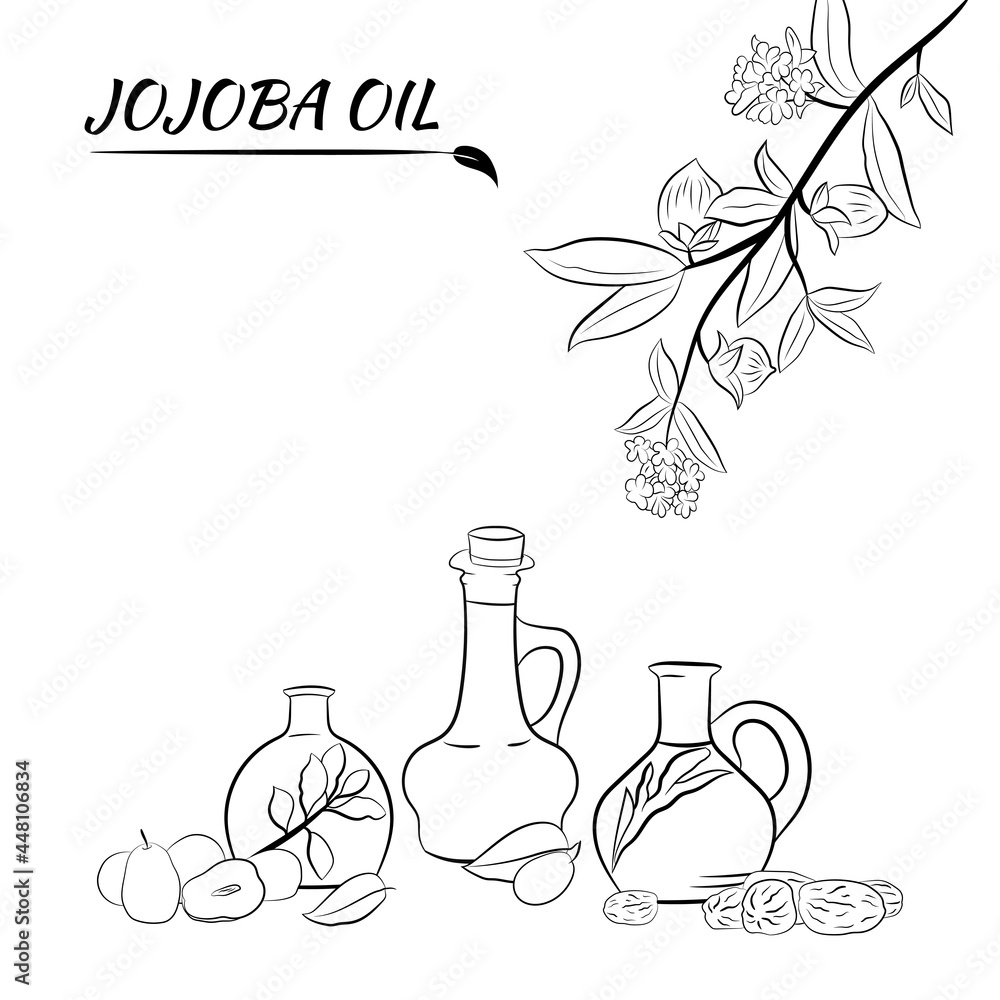 Set of hand drawn jojoba branches with fruits, flowers and leaves. Jojoba plant collection. Vector illustration botanical. Elements for menu, label, packing design. Set of hand drawn jojoba branches with fruits, flowers and leaves. Jojoba plant collection. Vector illustration botanical. Elements for menu, label, packing design.