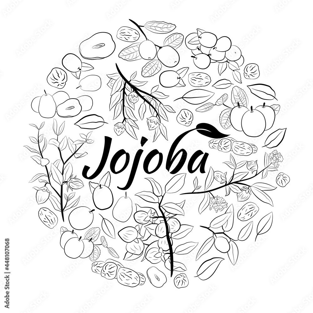 Set of hand drawn jojoba branches with fruits, flowers and leaves. Jojoba plant collection. Vector illustration botanical. Elements for menu, label, packing design. Set of hand drawn jojoba branches with fruits, flowers and leaves. Jojoba plant collection. Vector illustration botanical. Elements for menu, label, packing design.