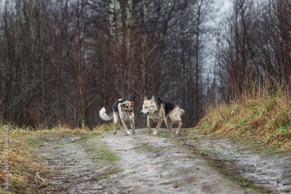 Mixed breed dogs at walk on dirty country road Mixed breed dogs at walk on dirty country road