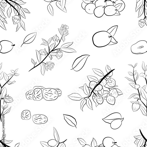 Seamless pattern with branches, fruits, flowers  and leaves of jojoba. Set of hand drawn jojoba. Jojoba plant collection. Elements for menu, label, packing design.