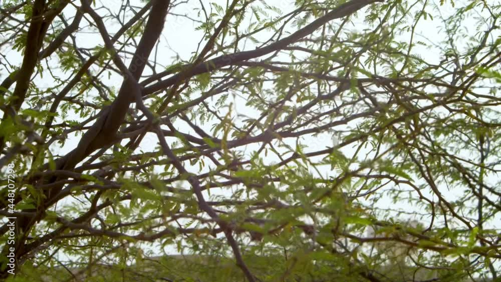 Leaves on tree branches moving in wind, medium shot Leaves on tree branches moving in wind, medium shot