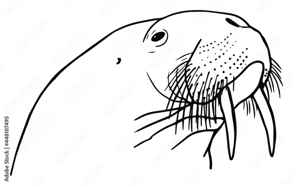 Walrus Head Outline Clipart Drawing Stock Vector Adobe Stock