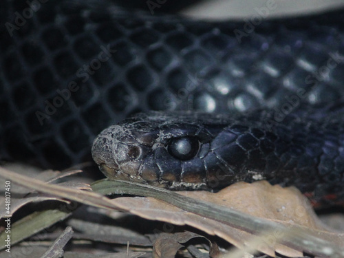 Close up of a Red-bellied Black Snake. Its head, eye, snout and mouth. Pseudechis porphyriacus photo