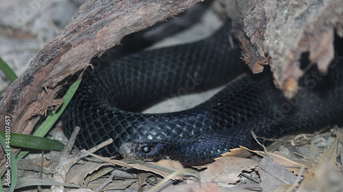 A Red-bellied Black Snake coiled in a log. Pseudechis porphyriacus photo