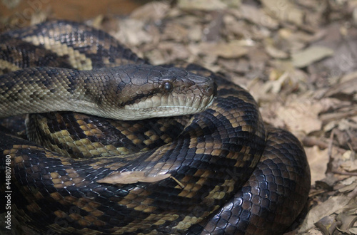 A curled up Scrub Python Snake. Amethystine Python
