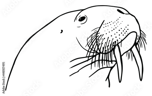 Walrus Head Outline Clipart Drawing