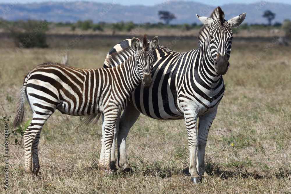 Steppenzebra / Burchell's zebra / Equus burchellii.... Steppenzebra / Burchell's zebra / Equus burchellii....