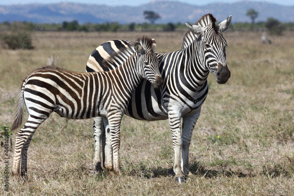 Steppenzebra / Burchell's zebra / Equus burchellii.... Steppenzebra / Burchell's zebra / Equus burchellii....