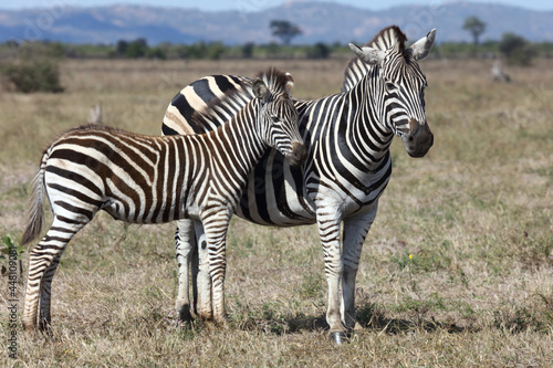 Steppenzebra   Burchell s zebra   Equus burchellii....